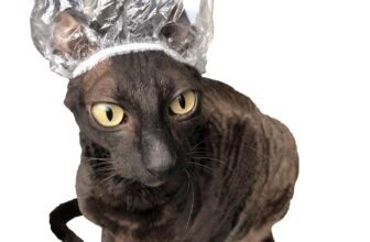 Kotomoda Shower Caps for Sphynx Cats and Other Hairless Cats in a Tin Gift Box