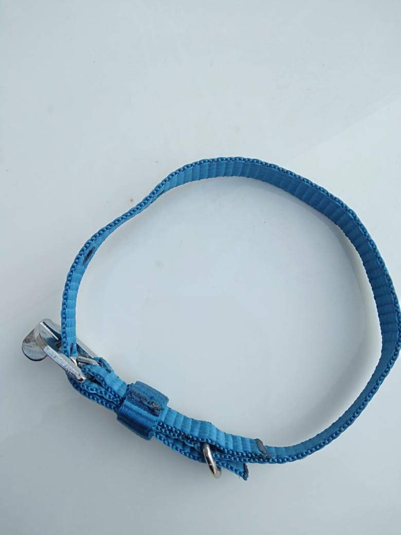 Dogista pet Products Nylon Dog Collar 0. 50 inch (Color May Vary) Small